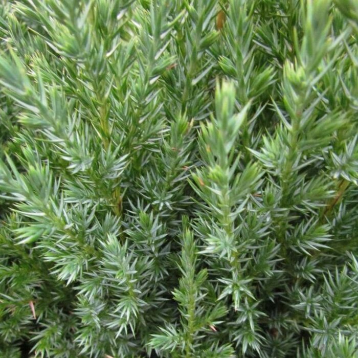 Jeneverbes - Juniperus chinensis 'Stricta'