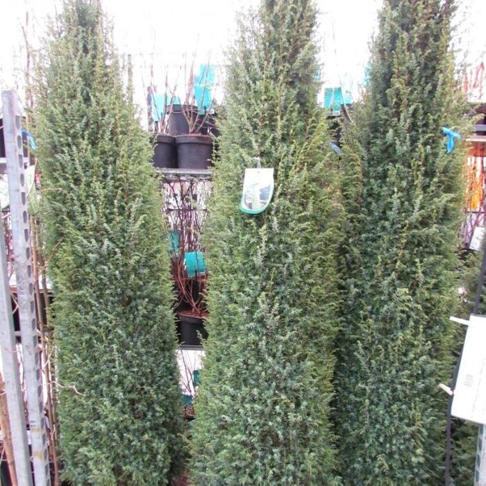 Jeneverbes - Juniperus communis 'Hibernica'