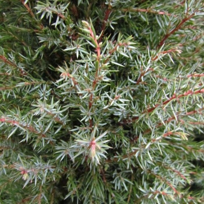 Jeneverbes - Juniperus communis 'Hibernica'