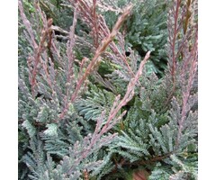 Jeneverbes - Juniperus horizontalis 'Blue Chip'