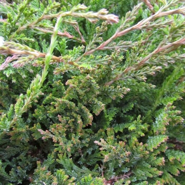 Jeneverbes - Juniperus horizontalis 'Prince of Wales'