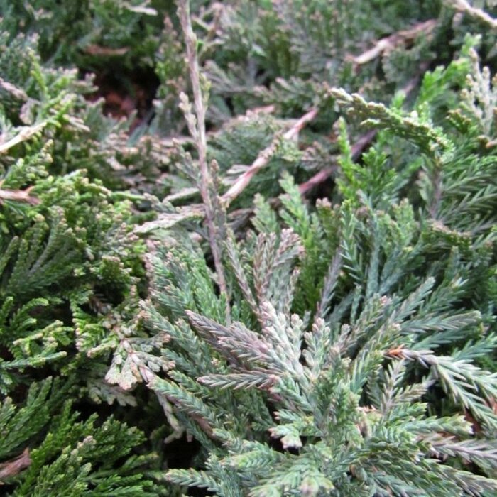 Jeneverbes - Juniperus horizontalis 'Wiltonii'