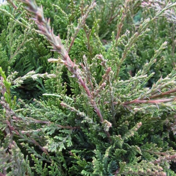 Jeneverbes - Juniperus pfitzeriana 'Mint Julep'