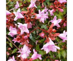 Abelia grandiflora 'Edward Goucher' - Abelia
