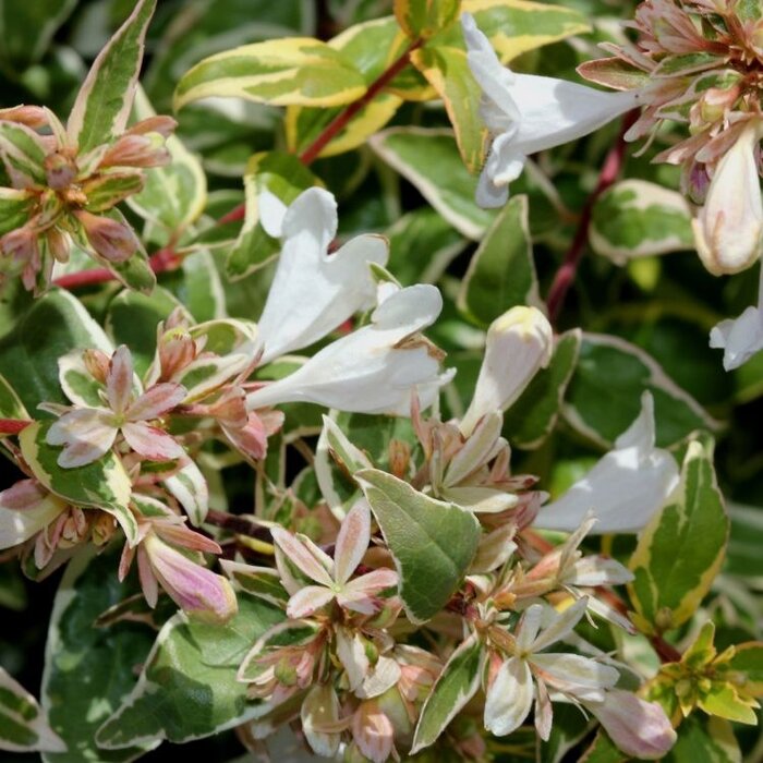 Abelia - Abelia grandiflora 'Tricolor Charm'