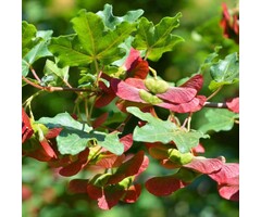 Spaanse aak - Acer campestre 'Huiber's Elegant'