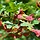 Spaanse aak - Acer campestre 'Huiber's Elegant'