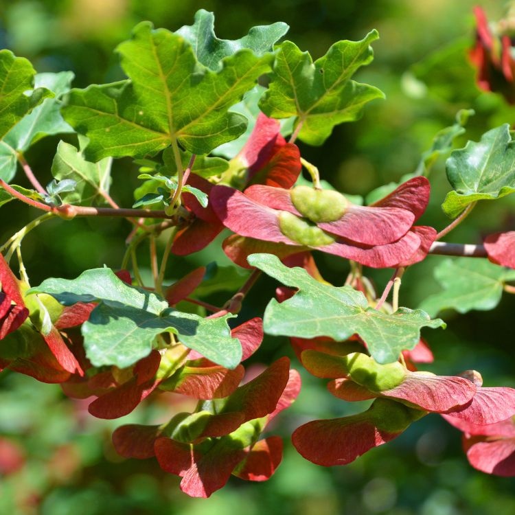 Spaanse aak - Acer campestre 'Huiber's Elegant'