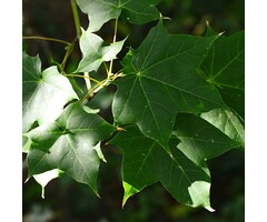 Meerstammige Esdoorn - Acer cappadocicum 'Rubrum' meerstammig