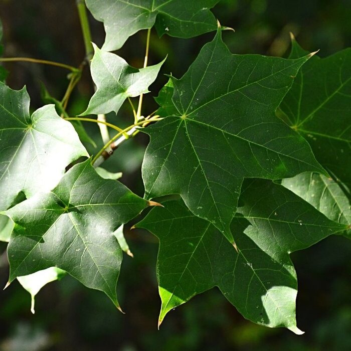 Meerstammige Esdoorn - Acer cappadocicum 'Rubrum' meerstammig