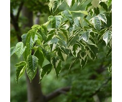 Vederesdoorn - Acer negundo 'Aureomarginatum'