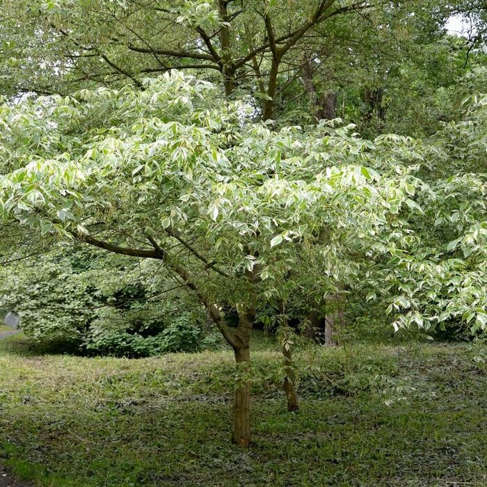 Vederesdoorn - Acer negundo 'Aureomarginatum'