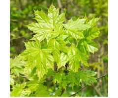 Noorse esdoorn - Acer platanoides 'Columnare'