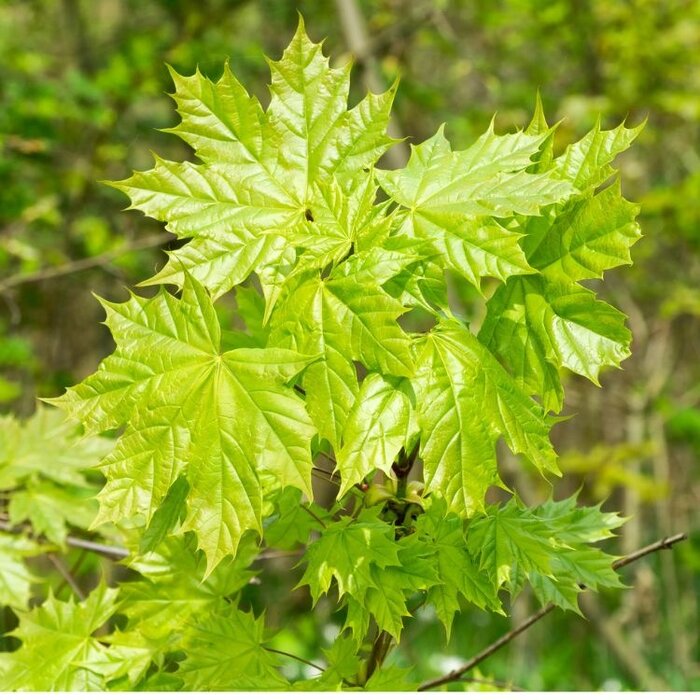 Noorse esdoorn - Acer platanoides 'Columnare'