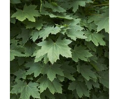 Noorse esdoorn - Acer platanoides 'Farlake's Green'