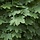 Noorse esdoorn - Acer platanoides 'Farlake's Green'