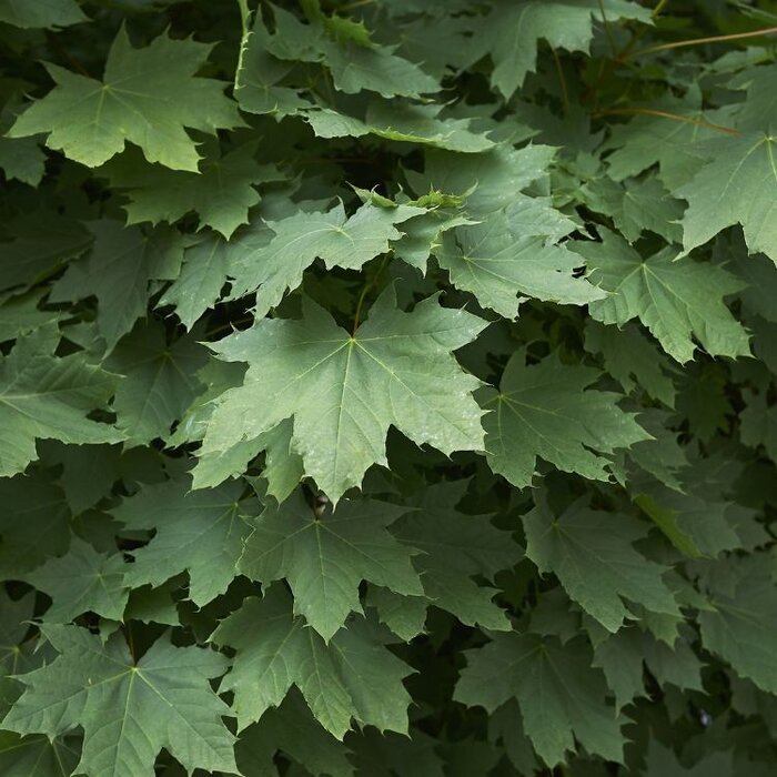 Noorse esdoorn - Acer platanoides 'Farlake's Green'