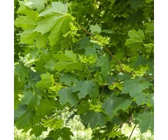 Noorse esdoorn - Acer platanoides 'Green Pillar'