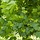 Noorse esdoorn - Acer platanoides 'Green Pillar'