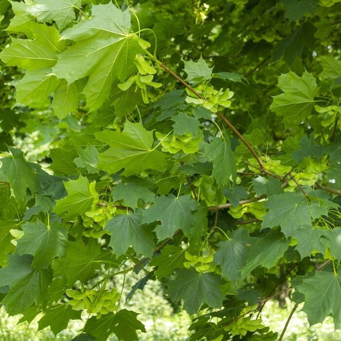 Noorse esdoorn - Acer platanoides 'Green Pillar'