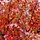 Rode esdoorn - Acer rubrum 'Brandywine'