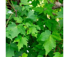 Rode esdoorn - Acer rubrum 'October Glory'