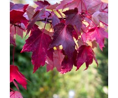 Rode esdoorn - Acer rubrum Red Sunset