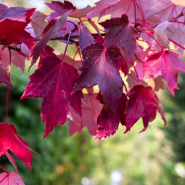 Rode esdoorn - Acer rubrum Red Sunset