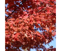 Zuilvormige rode esdoorn - Acer rubrum 'Scanlon'