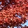 Zuilvormige rode esdoorn - Acer rubrum 'Scanlon'