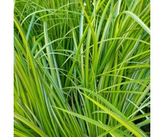 Kalmoes - Acorus gramineus 'Ogon'