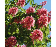 Paardenkastanje - Aesculus arnoldiana