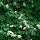 Witte paardenkastanje  - Aesculus hippocastanum 'Baumannii'