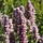 Agastache urticifolia 'Album' - Dropplant
