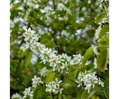 Krentenboom - Amelanchier canadensis Rainbow Pillar