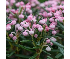 Lavendelheide - Andromeda polifolia 'Blue Lagoon'