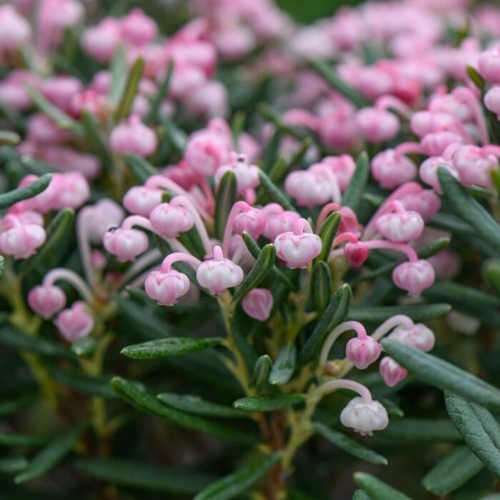 Lavendelheide (Andromeda polifolia 'Blue Lagoon')