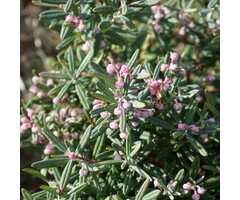 Lavendelheide - Andromeda polifolia 'Compacta'