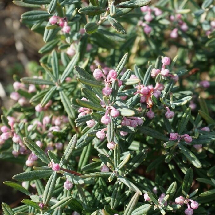 Lavendelheide (Andromeda polifolia 'Compacta')