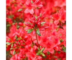 Azalea japonica Oranje-rood bont blad