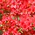 Azalea japonica Oranje-rood bont blad