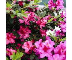Azalea japonica Roze bont blad