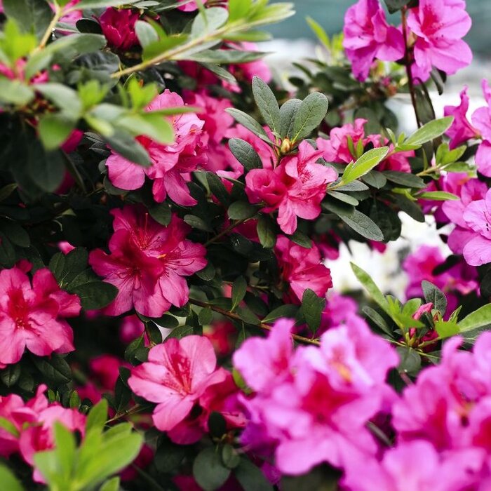 Azalea japonica Roze bont blad