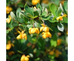 Zuurbes - Berberis buxifolia 'Nana'