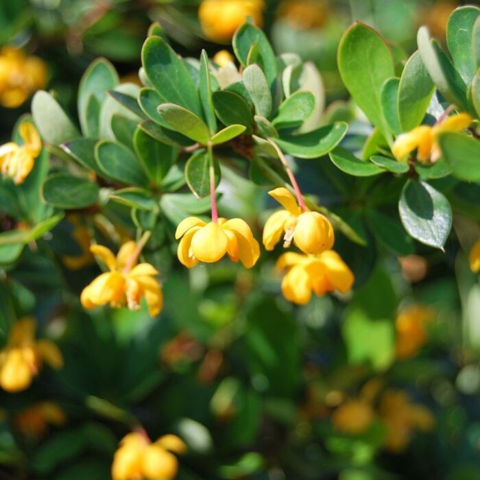 Zuurbes (Berberis buxifolia 'Nana')