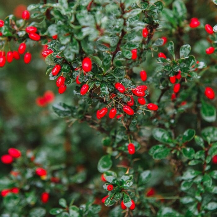 Zuurbes (Berberis buxifolia 'Nana')