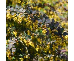 Berberis ottawensis 'Superba' -Zuurbes