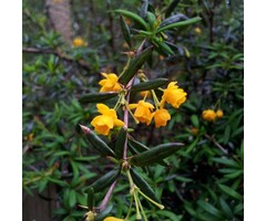Zuurbes - Berberis stenophylla