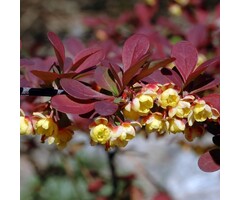 Berberis thunbergii 'Bagatelle' - Zuurbes