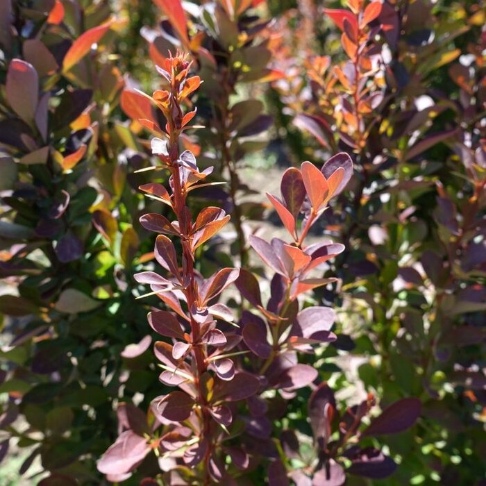 Zuurbes - Berberis thunbergii Darts Red Lady